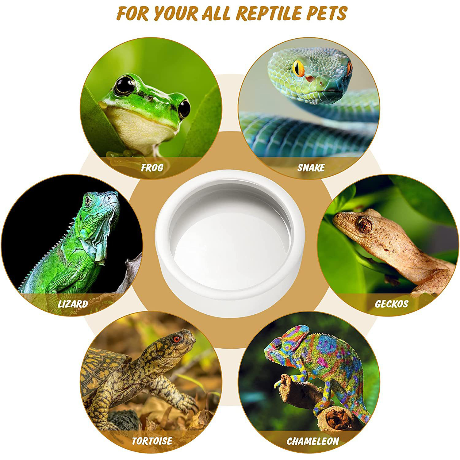 Reptile Food Bowl Feeding and  - Water Dish Reptile recension och pris